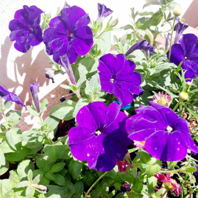 Plant image Petunia x hybrida 'F1 Ultra 'Blue'