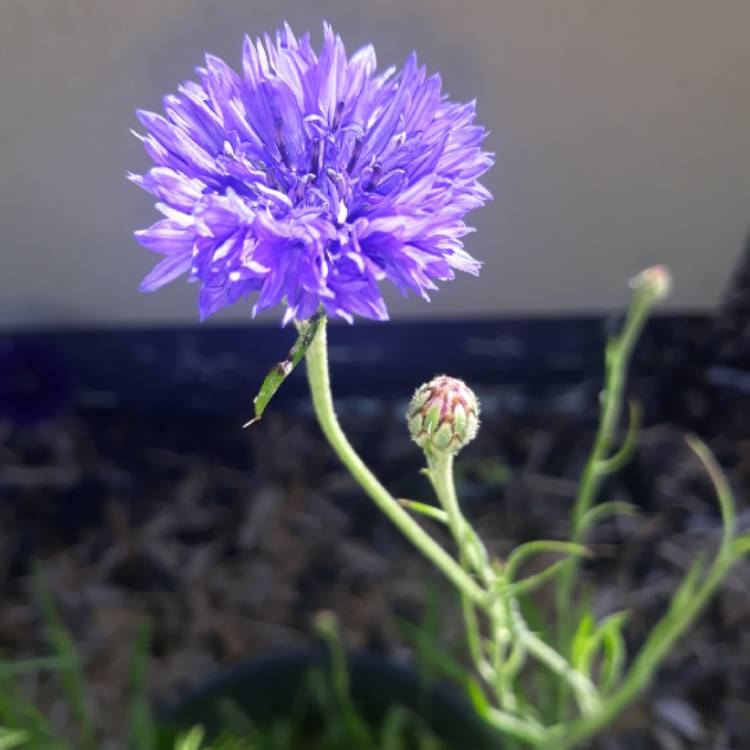 Plant image Centaurea cyanus 'Double Blue'.