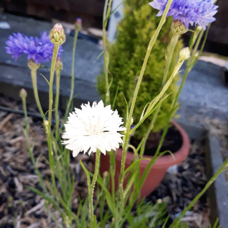 Plant image Centaurea montana 'Alba'