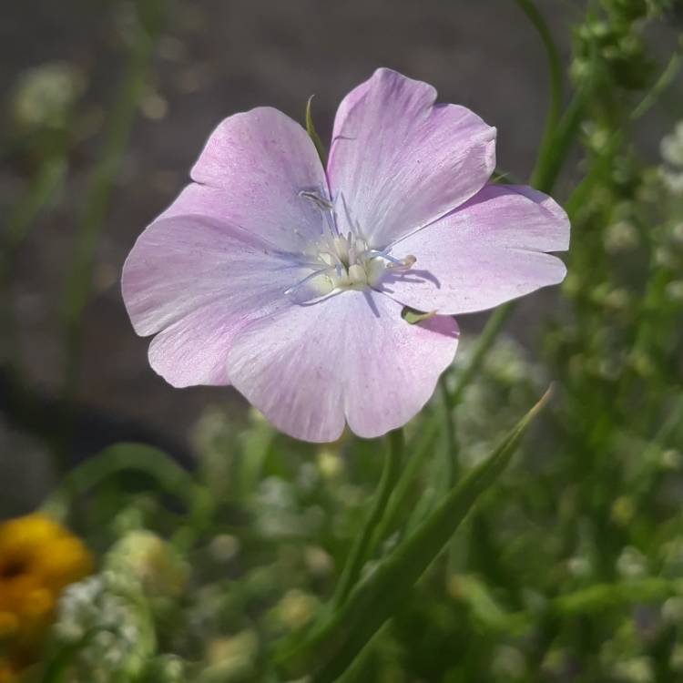 Plant image Silene coeli-rosa syn. Agrostemma coeli-rosa