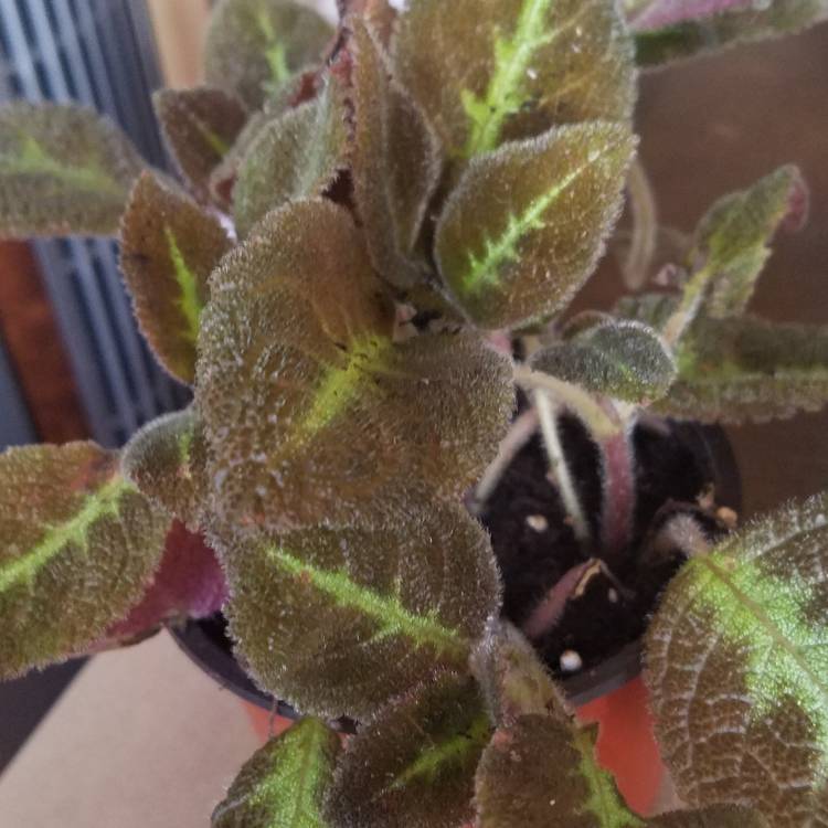 Plant image Episcia Cupreata