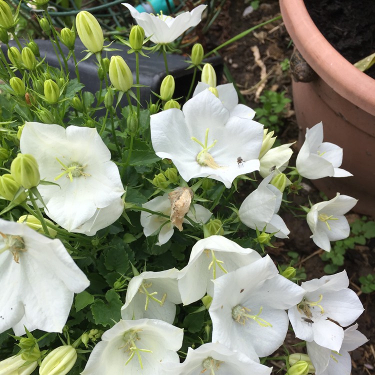 Plant image Hibiscus Syriacus 'Diana'