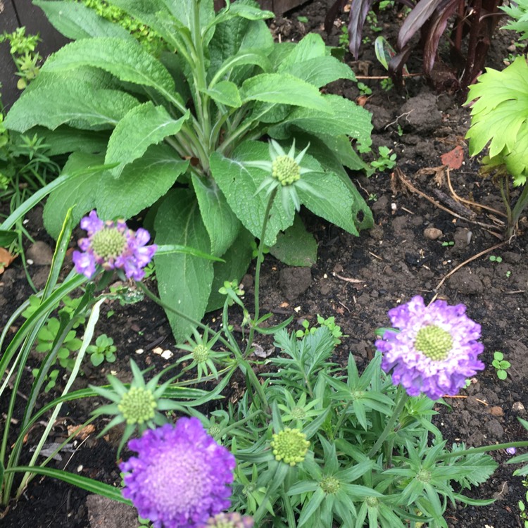 Plant image Scabiosa 'Blue Jeans'