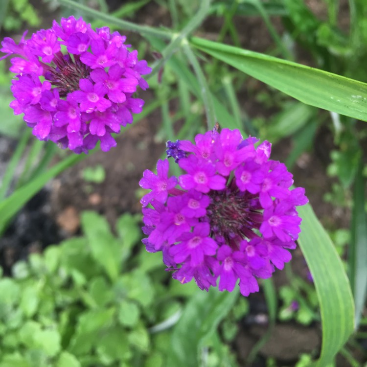 Plant image Verbena 'Santos'