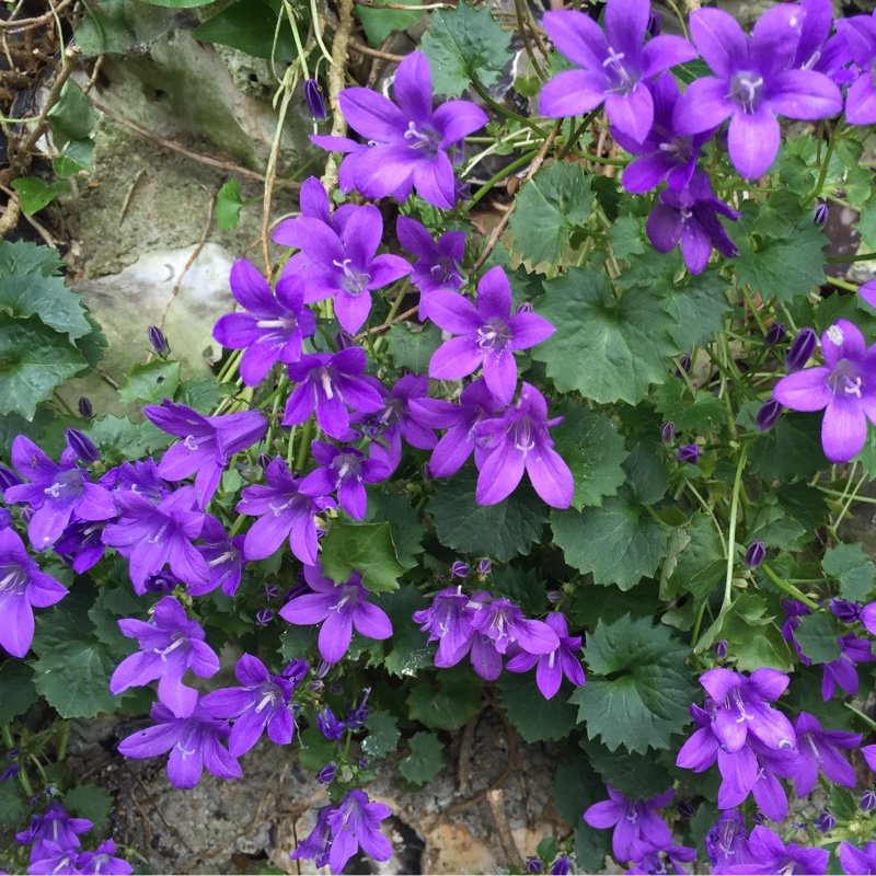 Trailing Lobelia