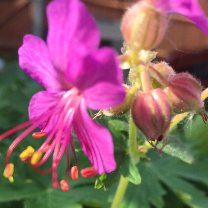 Bigroot Cranesbill 'Bevan's Variety'