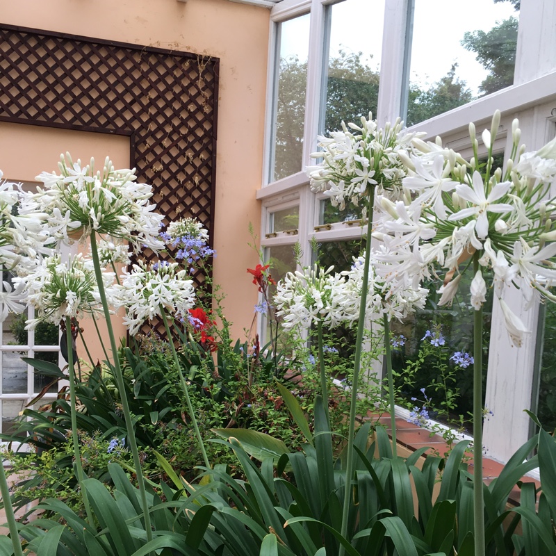 African Lily 'Albus'