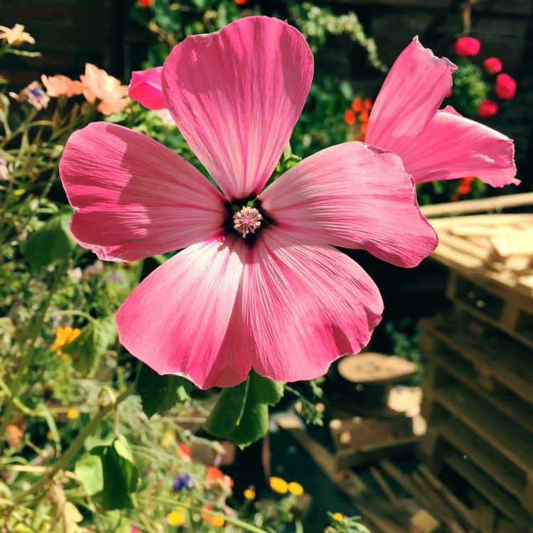 Plant image Lavatera trimestris 'White Beauty'