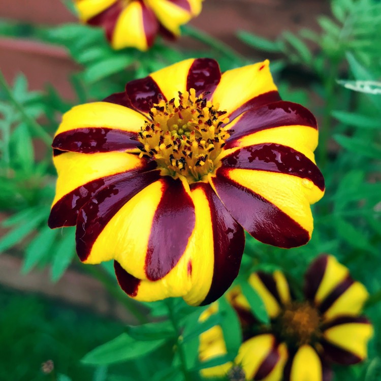 Plant image Tagetes patula 'Striped Marvel'