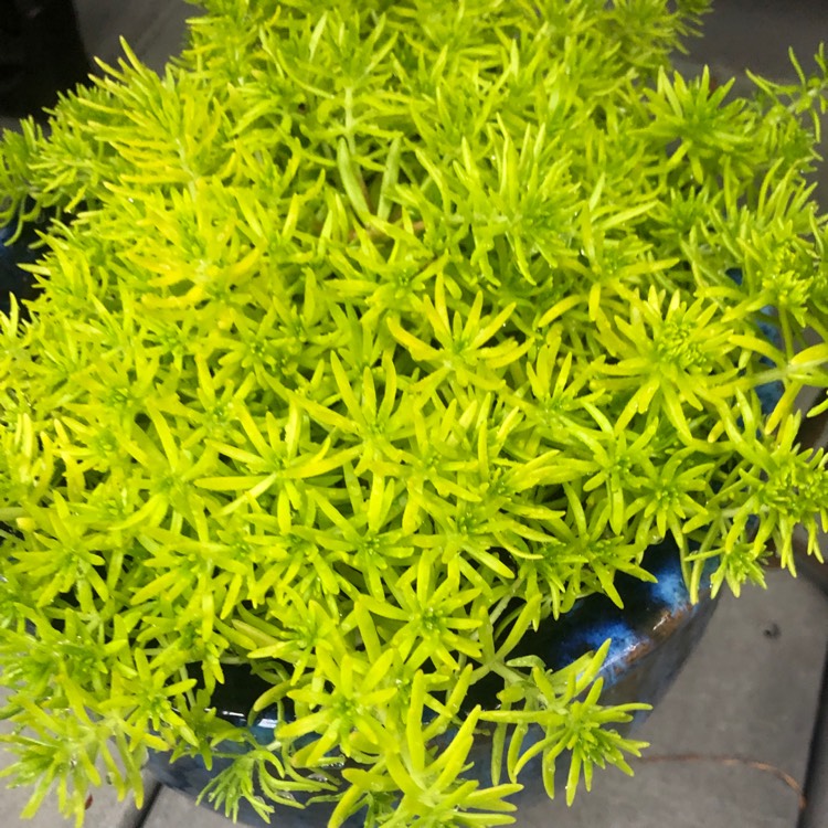 Plant image Sedum Hispanicum Aureum