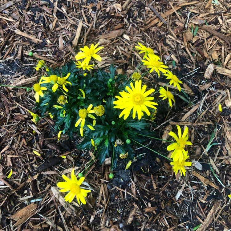 Plant image Euryops pectinatus 'Silver Star'