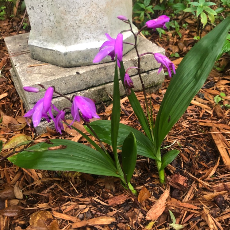 Plant image Spathoglottis plicata - Purple