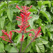 Plant image Odontonema cuspidatum syn. Thyrsacanthus cuspidatus