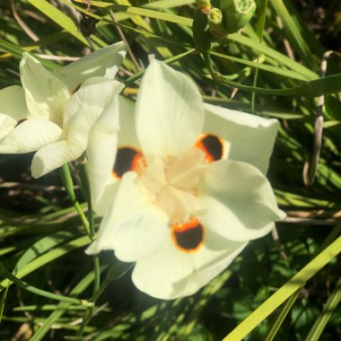 Dietes bicolor