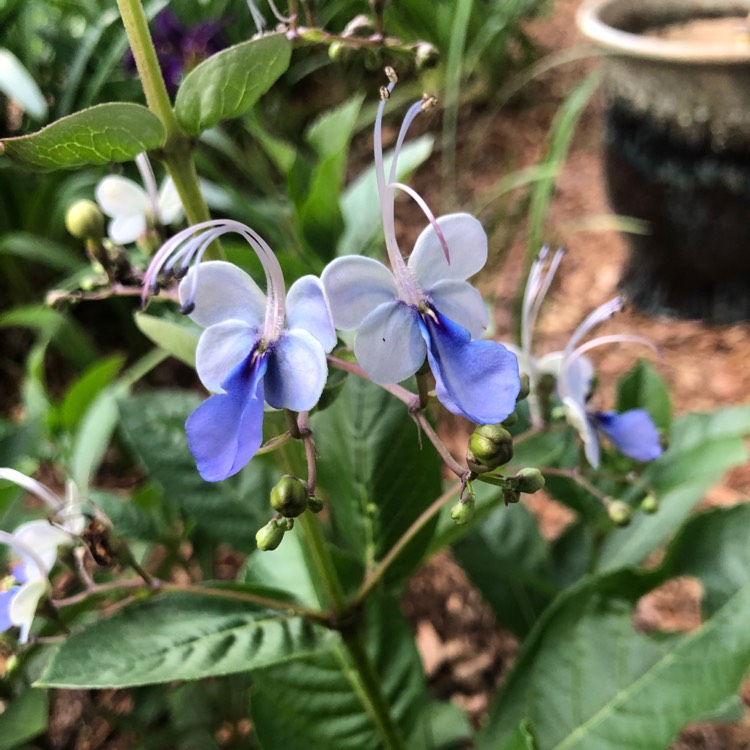 Plant image Clerodendrum myricoides 'Ugandense'