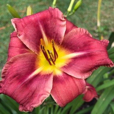 Daylily