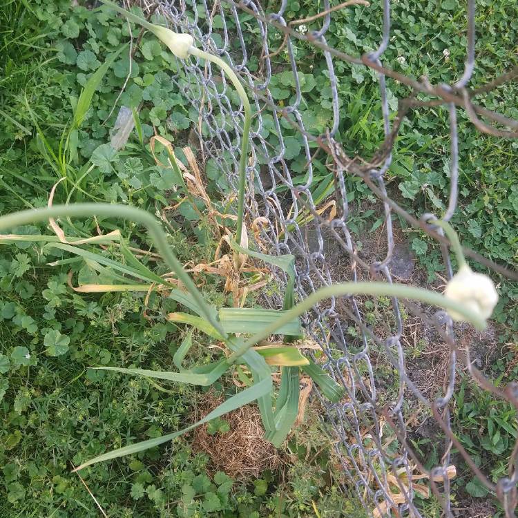 Plant image Allium x proliferum