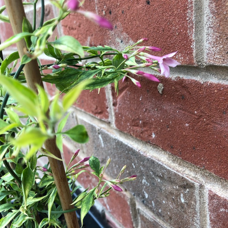 Plant image Jasminum x stephanense