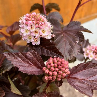 Physocarpus opulifolius 'Tuilad' syn. Physocarpus opulifolius 'Lady In Red'