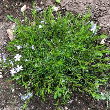 Phlox subulata 'Emerald Cushion Blue' syn. Phlox subulata 'Emerald Blue'