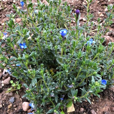 Lithodora Diffusa 'Compact Blue'