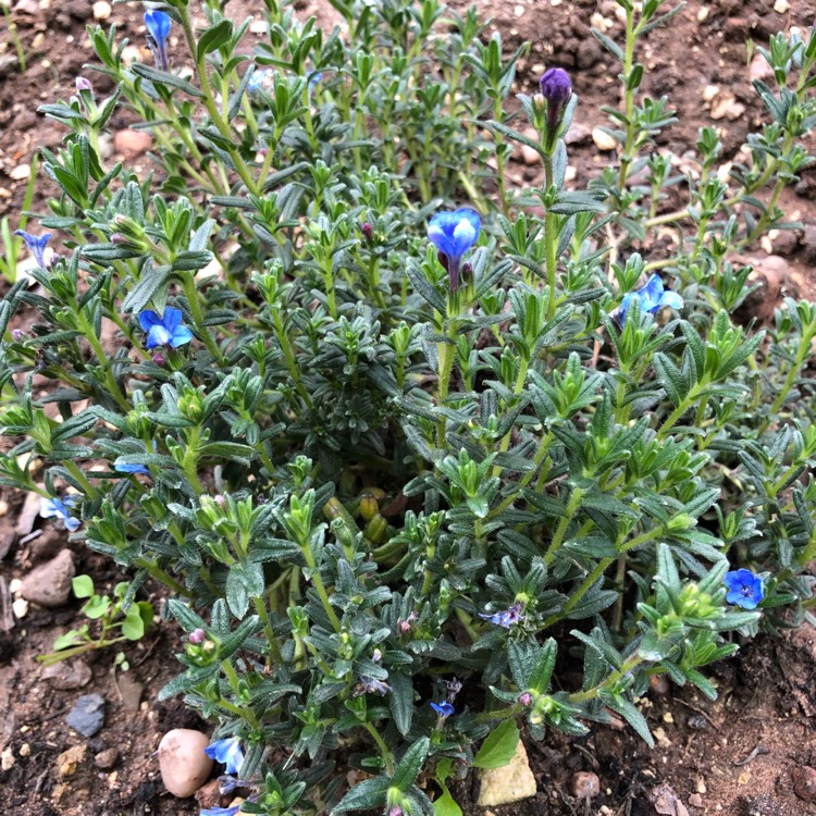 Plant image Lithodora Diffusa 'Compact Blue'