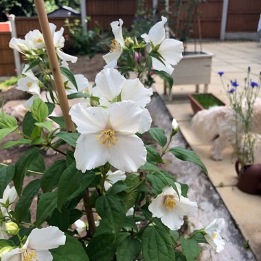 Philadelphus 'Belle Etoile' syn. Philadelphus x lemoinei 'Belle Etoile'