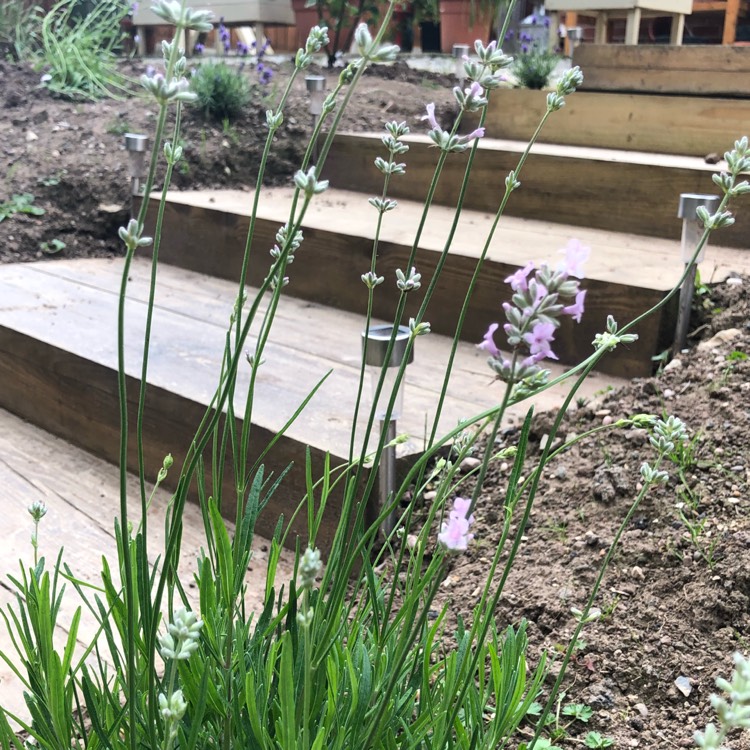 Plant image Lavandula angustifolia 'Rosea'