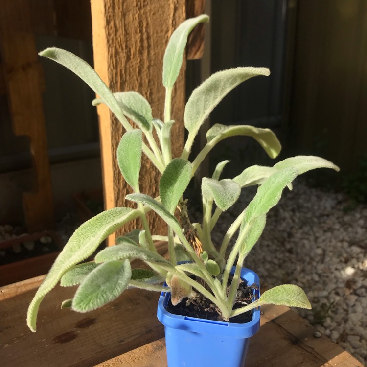 Plant image Stachys Lanata