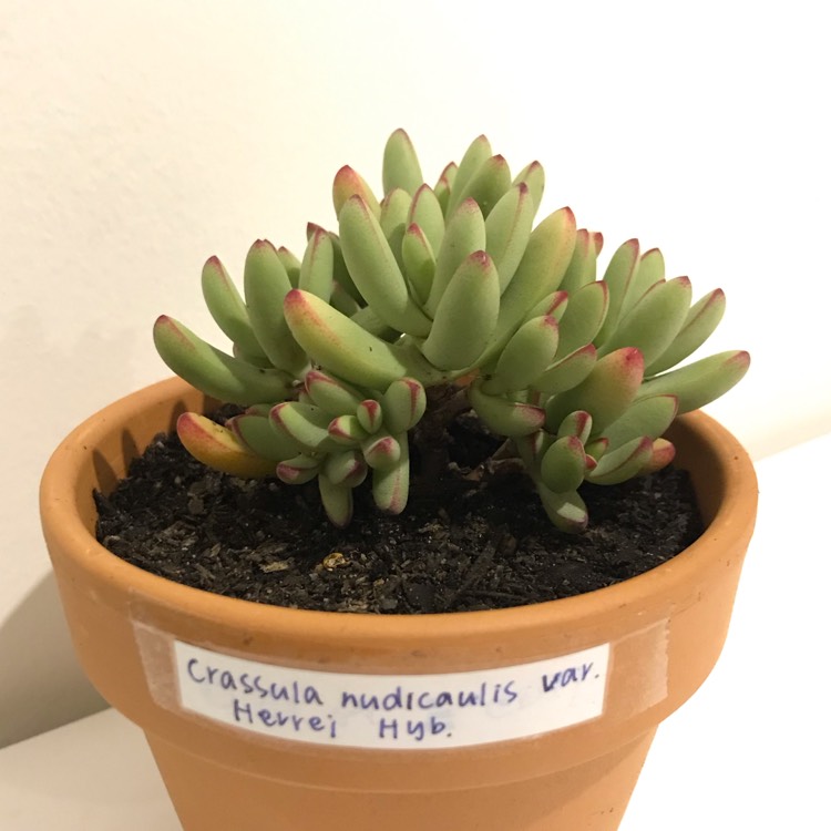 Plant image Crassula nudicaulis var. 'Herrei'