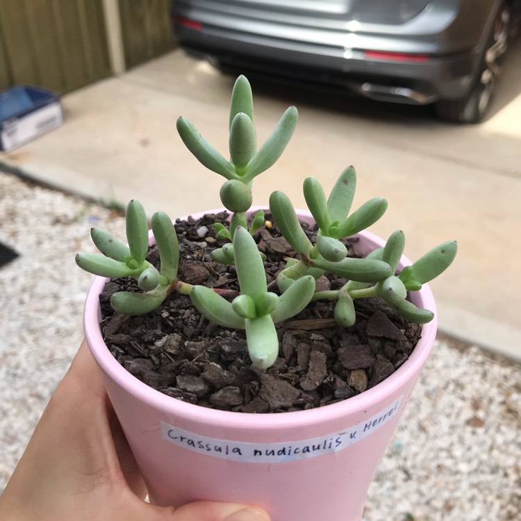 Plant image Crassula nudicaulis var. 'Herrei'