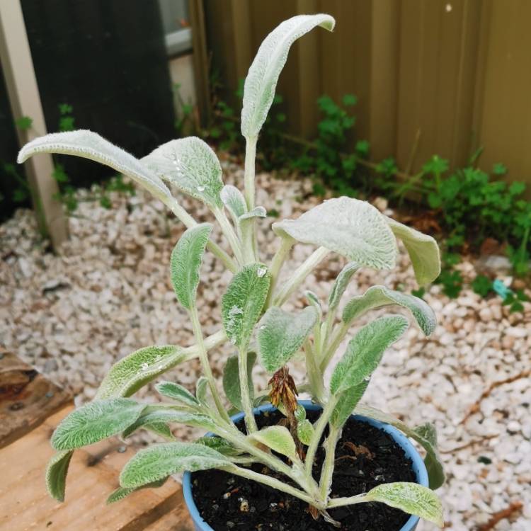 Plant image Stachys Lanata