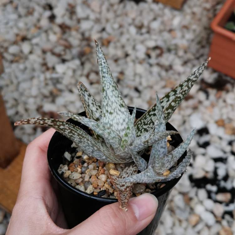 Plant image Aloe hybrid 'White Beauty'