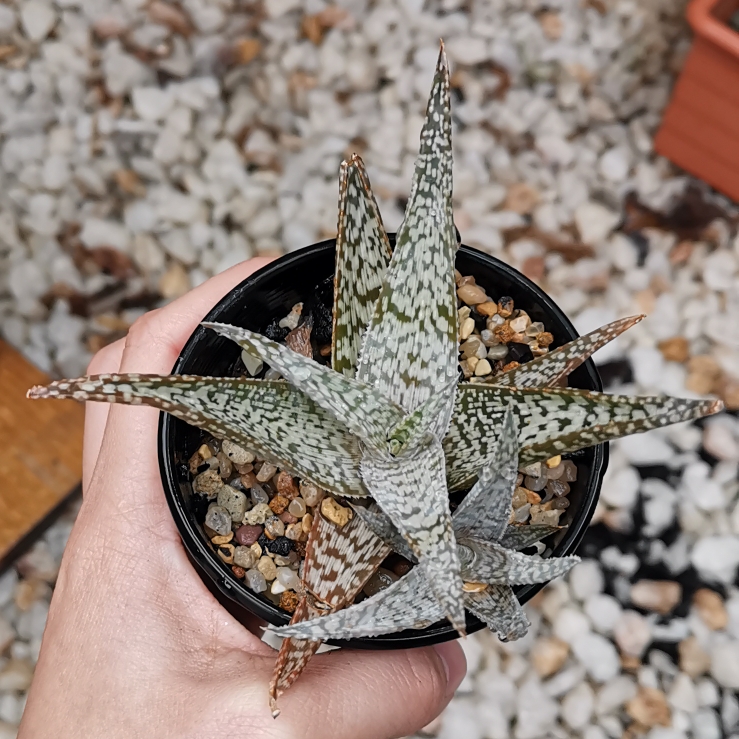 Plant image Aloe hybrid 'White Beauty'