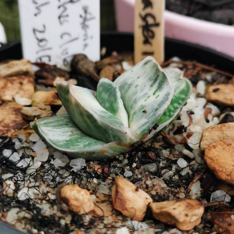 Plant image Gasteria obtusa f. variegata