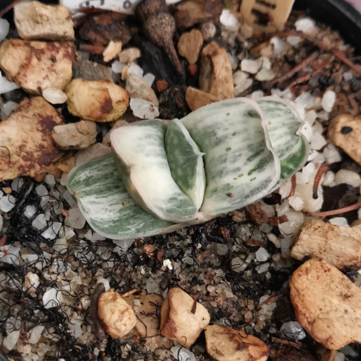 Plant image Gasteria obtusa f. variegata