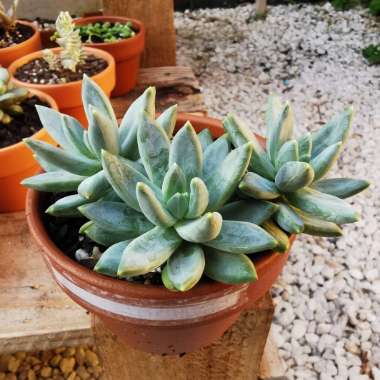 Pachyphytum compactum