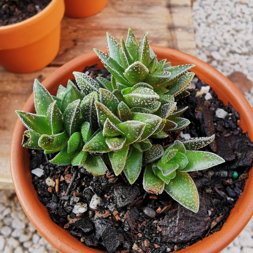 Plant image Crassula 'Frosty'