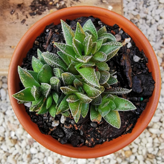 Plant image Crassula 'Frosty'