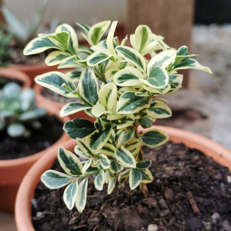 Plant image Buxus sempervirens 'Suffruticosa Variegated'