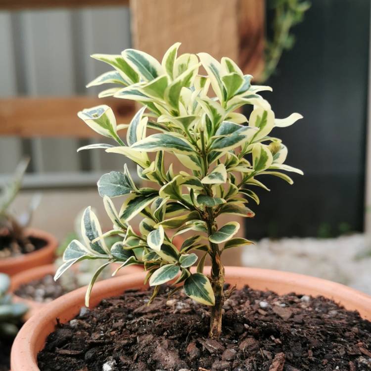 Plant image Buxus sempervirens 'Suffruticosa Variegated'