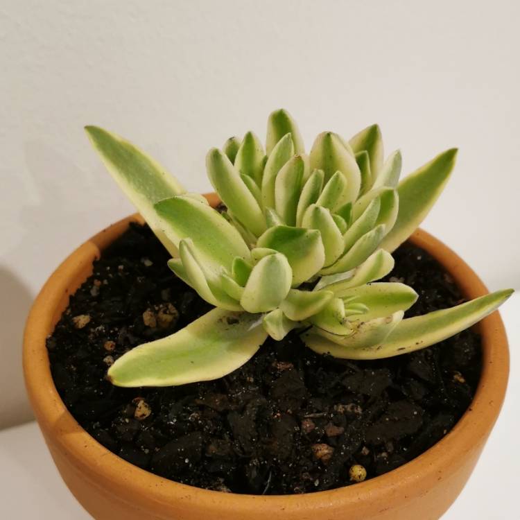 plant image 1067486