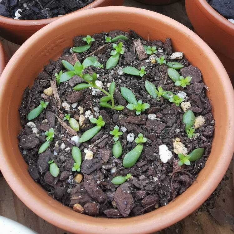 Plant image Crassula pubescens subsp. radicans 'Red Carpet'