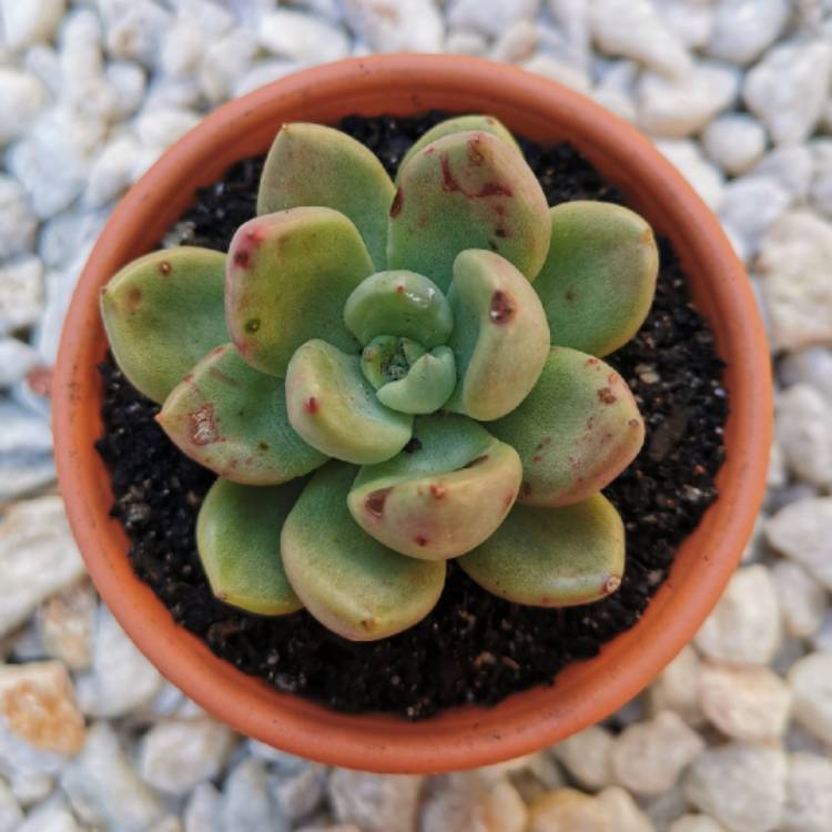 Plant image Echeveria Avocado Cream 