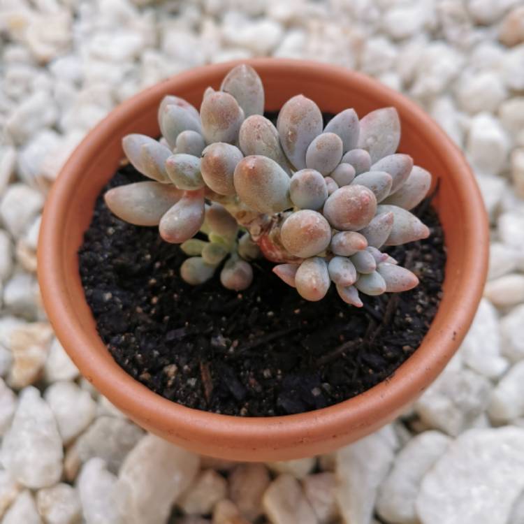 Plant image Pachyphytum machucae