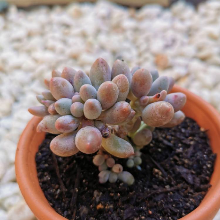 Plant image Pachyphytum machucae