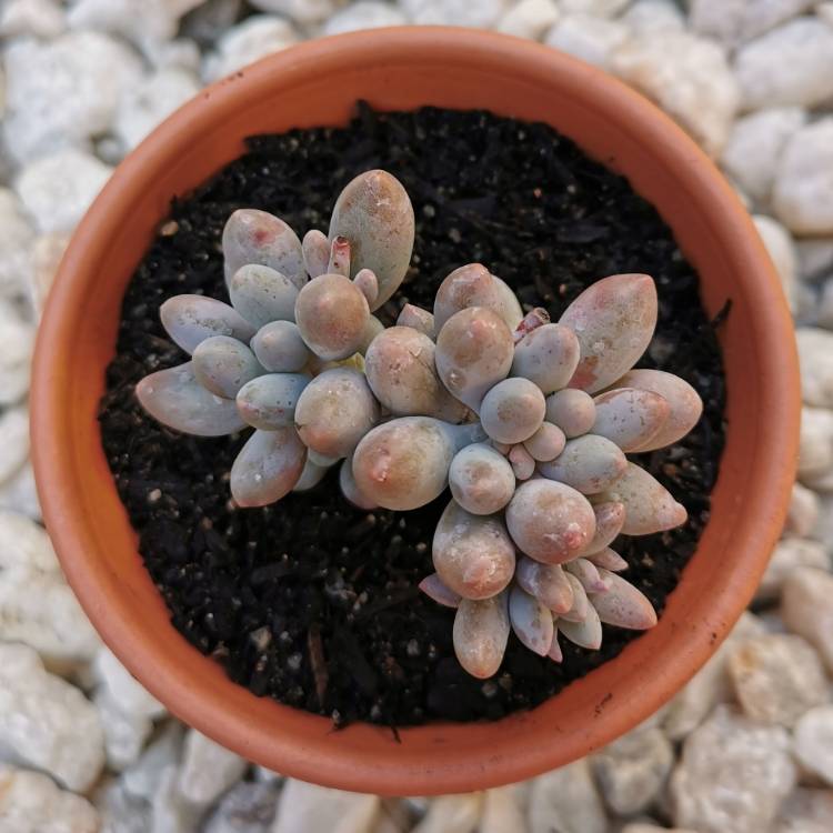 Plant image Pachyphytum machucae