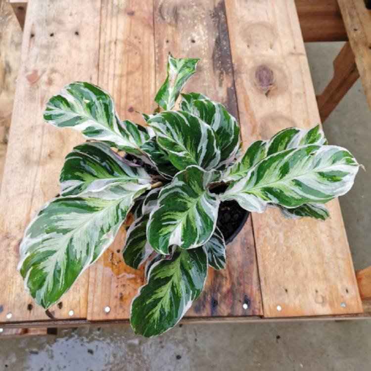 Plant image Calathea 'Fusion White'