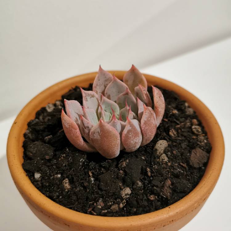 plant image 1101829