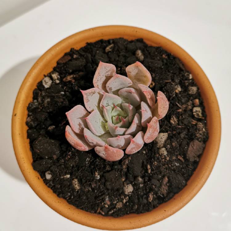 Plant image Echeveria Cuspidata Var. Zaragozae Pink Form